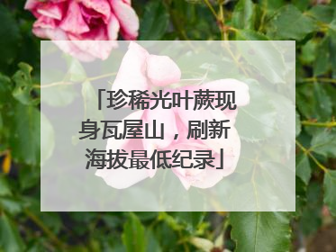 珍稀光叶蕨现身瓦屋山，刷新海拔最低纪录