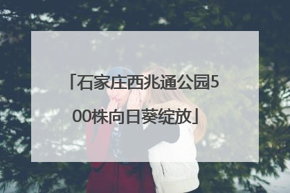 石家庄西兆通公园500株向日葵绽放