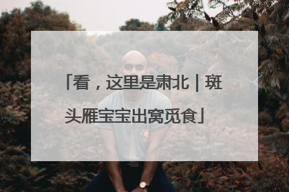 看，这里是肃北｜斑头雁宝宝出窝觅食