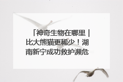 神奇生物在哪里｜比大熊猫更稀少！湖南新宁成功救护濒危鸟类海南鳽