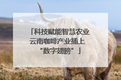 科技赋能智慧农业 云南咖啡产业插上“数字翅膀”
