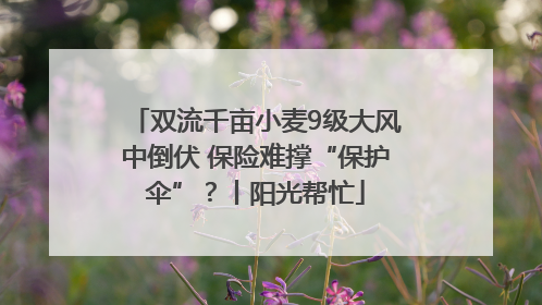 双流千亩小麦9级大风中倒伏 保险难撑“保护伞”？丨阳光帮忙