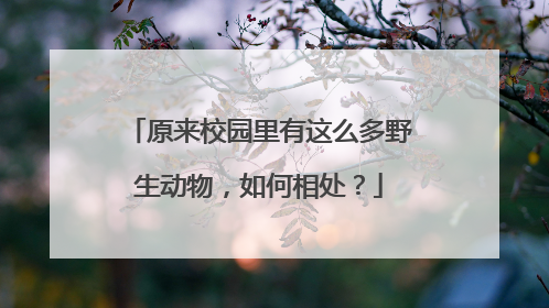 原来校园里有这么多野生动物，如何相处？