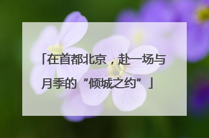 在首都北京，赴一场与月季的“倾城之约”