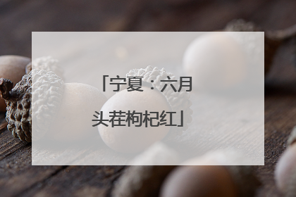 宁夏：六月头茬枸杞红