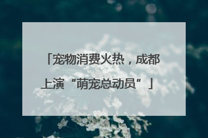 宠物消费火热，成都上演“萌宠总动员”