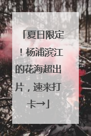 夏日限定！杨浦滨江的花海超出片，速来打卡→