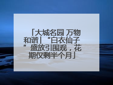 大城名园 万物和谐│“白衣仙子”盛放引围观，花期仅剩半个月