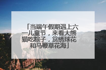 当端午假期遇上六一儿童节，来看大熊猫吃粽子，赏绣球花和马鞭草花海