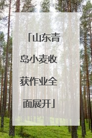 山东青岛小麦收获作业全面展开