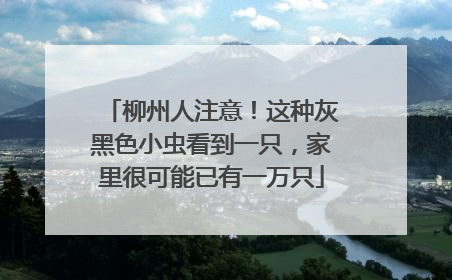 柳州人注意！这种灰黑色小虫看到一只，家里很可能已有一万只