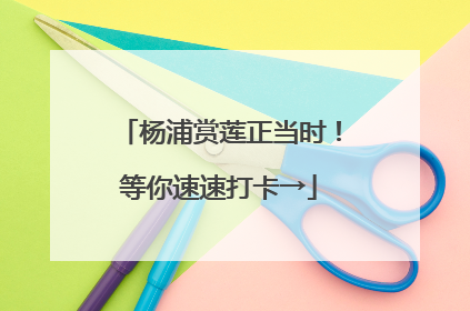 杨浦赏莲正当时！等你速速打卡→