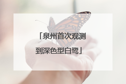 泉州首次观测到深色型白鹭