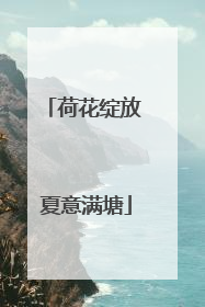 荷花绽放 夏意满塘