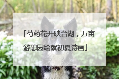 芍药花开映台湖，万亩游憩园绘就初夏诗画