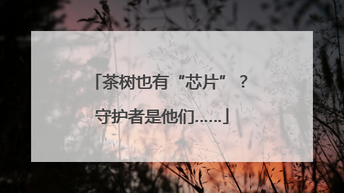 茶树也有“芯片”？守护者是他们……
