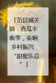 范县城关镇：香瓜丰收季，奏响乡村振兴 “甜蜜乐章”