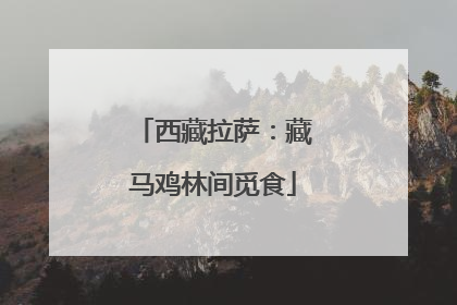 西藏拉萨：藏马鸡林间觅食