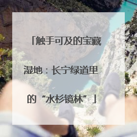 触手可及的宝藏湿地：长宁绿道里的“水杉镜林”