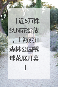 近5万株绣球花绽放，上海滨江森林公园绣球花展开幕