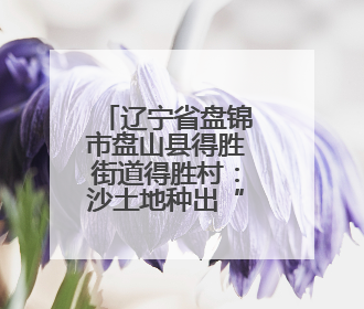 辽宁省盘锦市盘山县得胜街道得胜村：沙土地种出“黄金果”