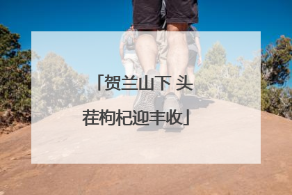 贺兰山下 头茬枸杞迎丰收