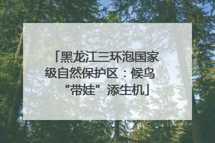 黑龙江三环泡国家级自然保护区：候鸟“带娃”添生机