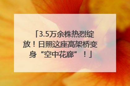 3.5万余株热烈绽放！日照这座高架桥变身“空中花廊”！